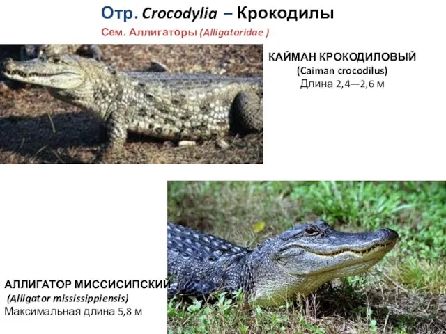 Отр. Crocodylia – Крокодилы Сем. Аллигаторы (Alligatoridae ) КАЙМАН КРОКОДИЛОВЫЙ (Caiman crocodilus) Длина