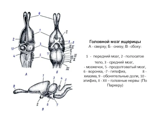 Головной мозг ящерицы А - сверху; Б - снизу; В - сбоку: 1