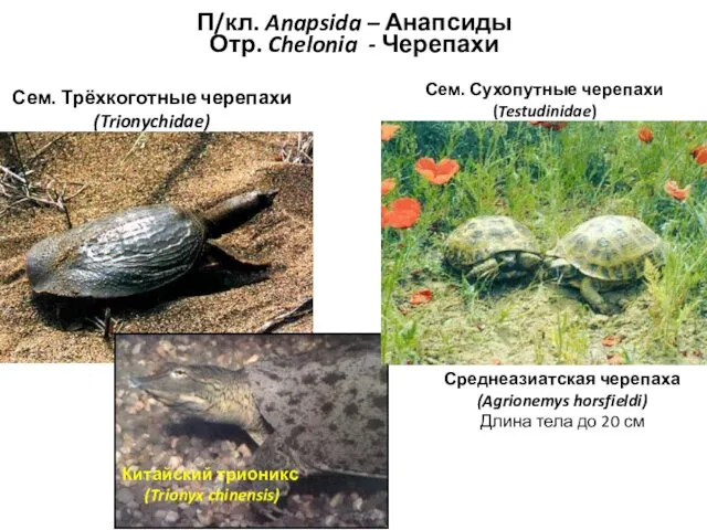 П/кл. Anapsida – Анапсиды Отр. Chelonia - Черепахи Сем. Сухопутные черепахи (Testudinidae) Сем.