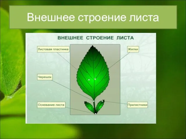 Внешнее строение листа