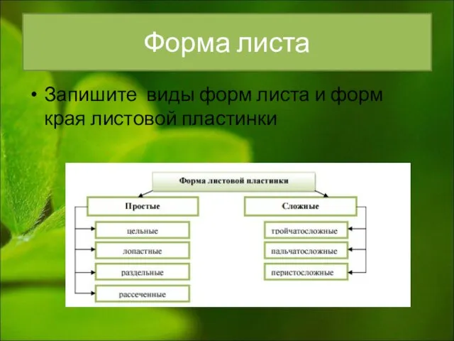 Форма листа Запишите виды форм листа и форм края листовой пластинки