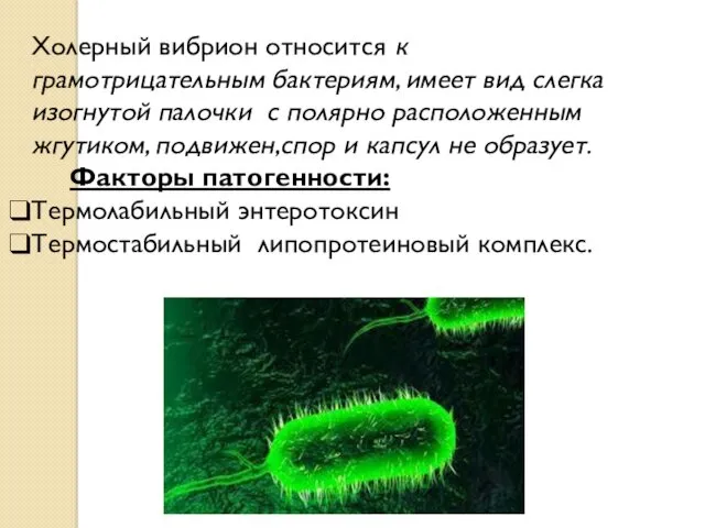 Холерный вибрион относится к грамотрицательным бактериям, имеет вид слегка изогнутой