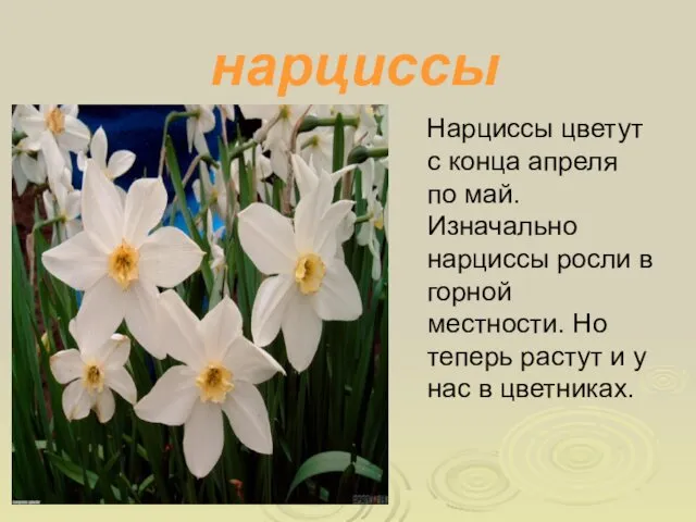 нарциссы Нарциссы цветут с конца апреля по май. Изначально нарциссы
