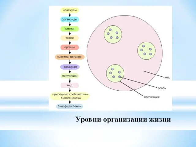 Уровни организации жизни