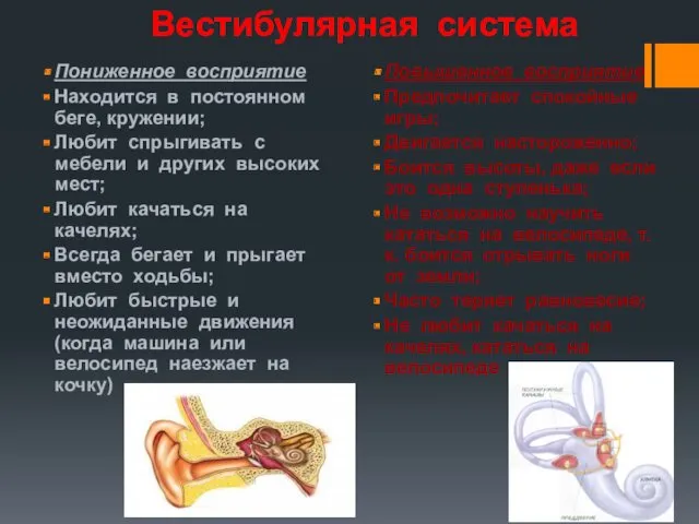 Вестибулярная система Пониженное восприятие Находится в постоянном беге, кружении; Любит