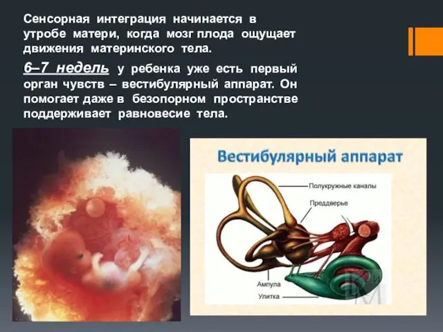 Сенсорная интеграция начинается в утробе матери, когда мозг плода ощущает движения материнского тела.