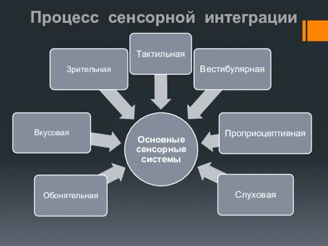 Процесс сенсорной интеграции