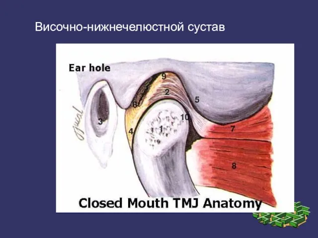 Височно-нижнечелюстной сустав