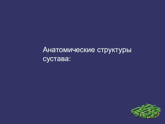 Анатомические структуры сустава: