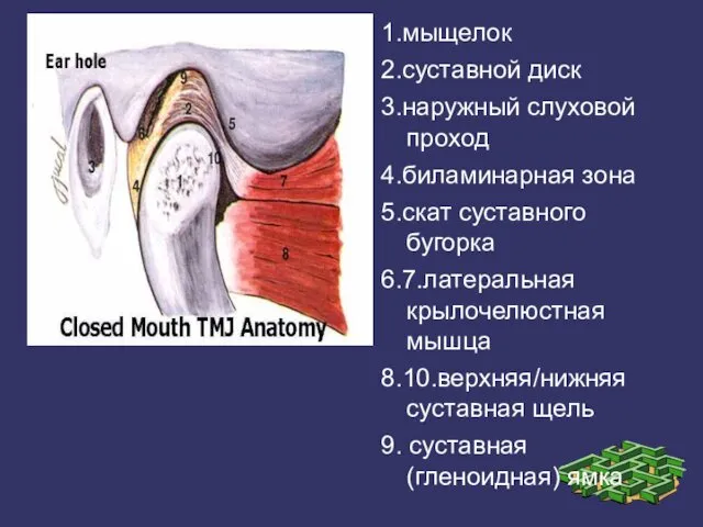 1.мыщелок 2.суставной диск 3.наружный слуховой проход 4.биламинарная зона 5.скат суставного бугорка 6.7.латеральная крылочелюстная