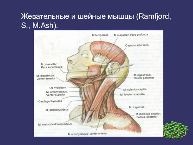 Жевательные и шейные мышцы (Ramfjord, S., M.Ash).