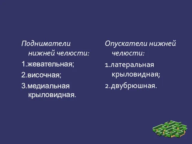 Подниматели нижней челюсти: 1.жевательная; 2.височная; 3.медиальная крыловидная. Опускатели нижней челюсти: 1.латеральная крыловидная; 2.двубрюшная.