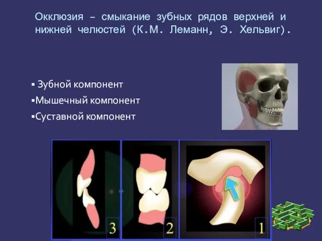 Зубной компонент Мышечный компонент Суставной компонент Окклюзия – смыкание зубных