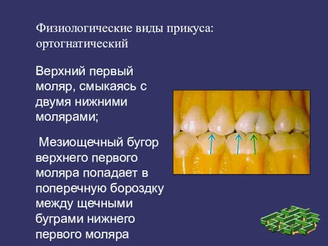 Физиологические виды прикуса: ортогнатический - Верхний первый моляр, смыкаясь с двумя нижними молярами;