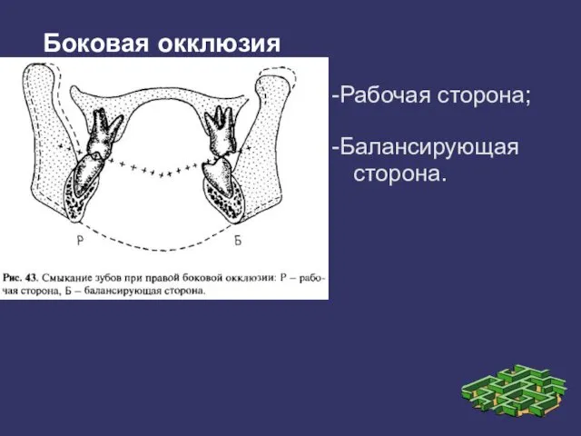 Боковая окклюзия -Рабочая сторона; -Балансирующая сторона.