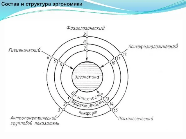 Состав и структура эргономики