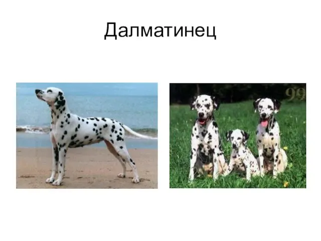 Далматинец