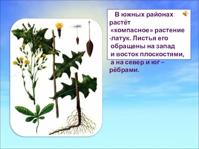 В южных районах растёт «компасное» растение -латук. Листья его обращены