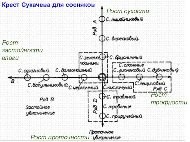 Крест Сукачева для сосняков Рост трофности Рост сухости Рост застойности влаги Рост проточности