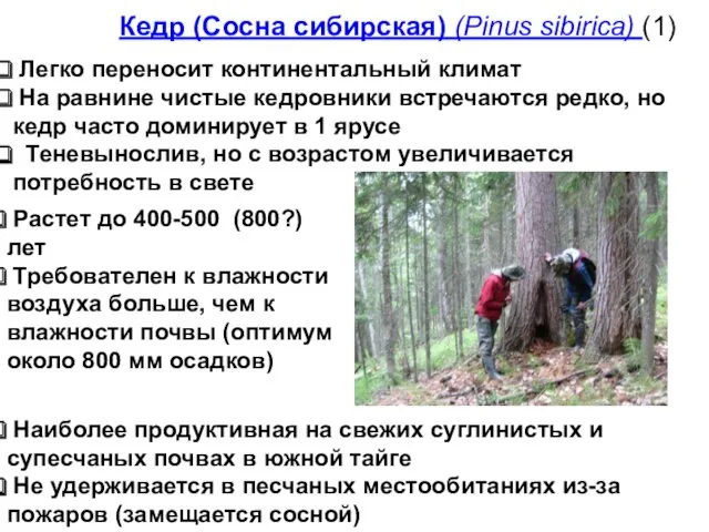 Кедр (Сосна сибирская) (Pinus sibirica) (1) Легко переносит континентальный климат