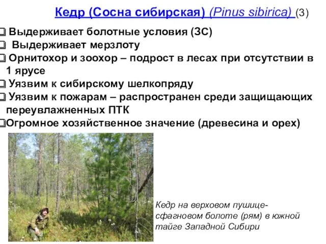 Кедр (Сосна сибирская) (Pinus sibirica) (3) Выдерживает болотные условия (ЗС)