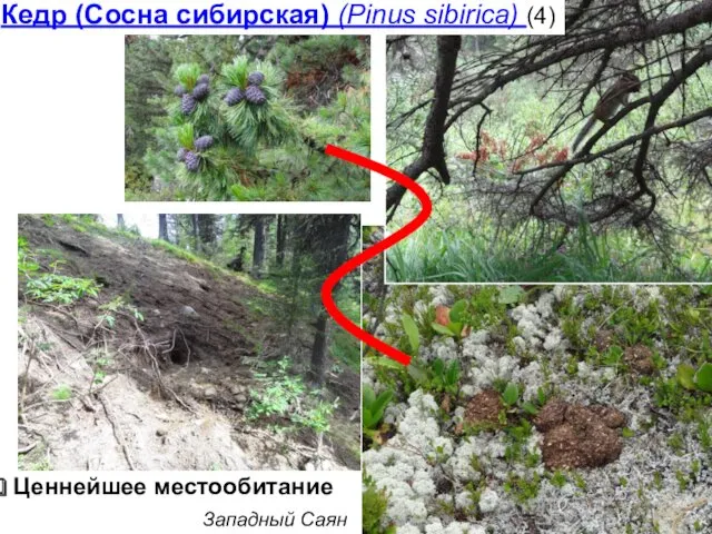 Ценнейшее местообитание Кедр (Сосна сибирская) (Pinus sibirica) (4) Западный Саян