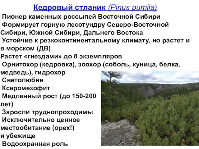 Кедровый стланик (Pinus pumila) Пионер каменных россыпей Восточной Сибири Формирует