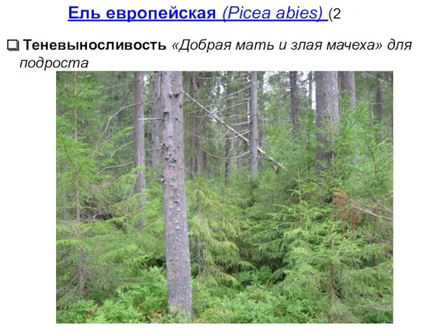 Теневыносливость «Добрая мать и злая мачеха» для подроста Ель европейская (Picea abies) (2