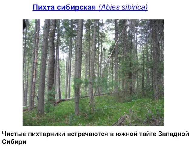 Пихта сибирская (Abies sibirica) Чистые пихтарники встречаются в южной тайге Западной Сибири