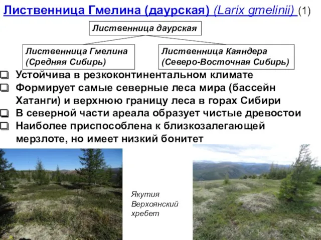 Лиственница Гмелина (даурская) (Larix gmelinii) (1) Лиственница даурская Лиственница Гмелина