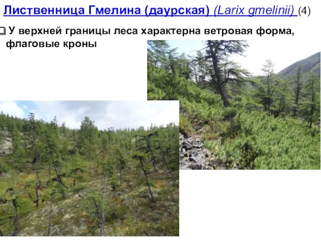 Лиственница Гмелина (даурская) (Larix gmelinii) (4) У верхней границы леса характерна ветровая форма, флаговые кроны