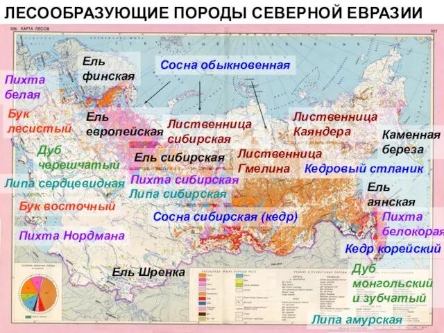 ЛЕСООБРАЗУЮЩИЕ ПОРОДЫ СЕВЕРНОЙ ЕВРАЗИИ Ель финская Ель европейская Ель сибирская