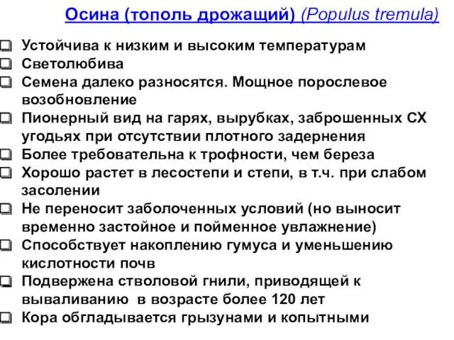 Осина (тополь дрожащий) (Populus tremula) Устойчива к низким и высоким