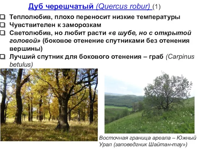 Дуб черешчатый (Quercus robur) (1) Теплолюбив, плохо переносит низкие температуры