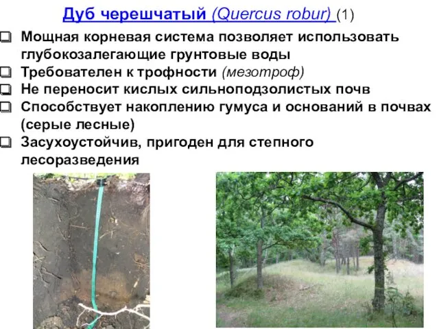 Дуб черешчатый (Quercus robur) (1) Мощная корневая система позволяет использовать