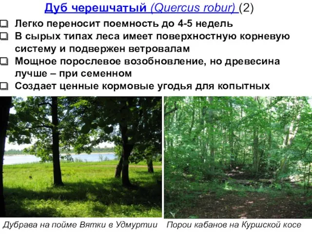 Дуб черешчатый (Quercus robur) (2) Легко переносит поемность до 4-5