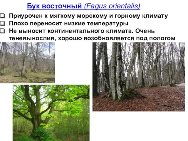 Бук восточный (Fagus orientalis) Приурочен к мягкому морскому и горному