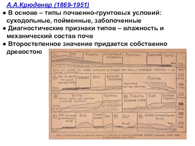 А.А.Крюденер (1869-1951) В основе – типы почвенно-грунтовых условий: суходольные, пойменные,