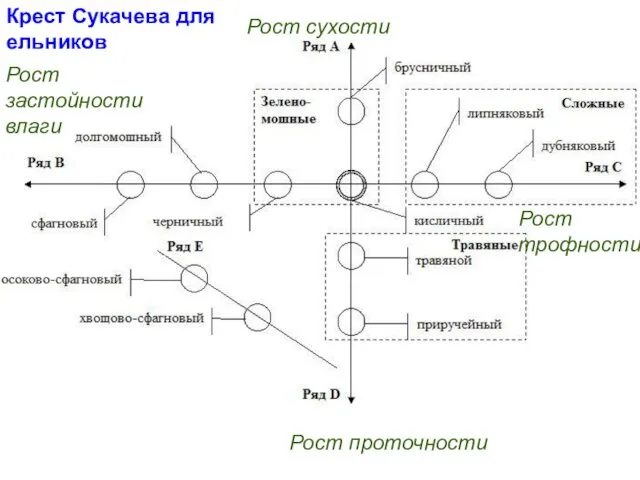 Крест Сукачева для ельников Рост трофности Рост сухости Рост застойности влаги Рост проточности