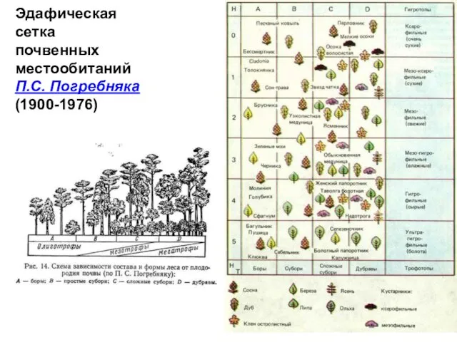 Эдафическая сетка почвенных местообитаний П.С. Погребняка (1900-1976)