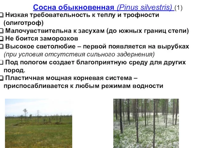 Сосна обыкновенная (Pinus silvestris) (1) Низкая требовательность к теплу и