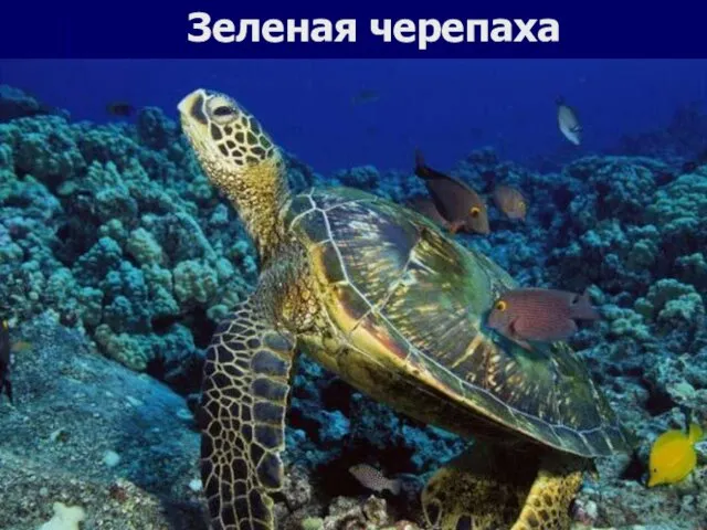 Зеленая черепаха