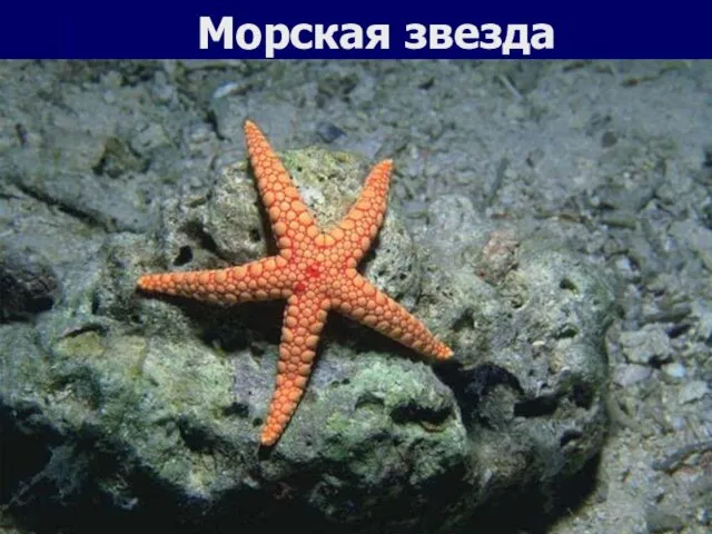 Морская звезда