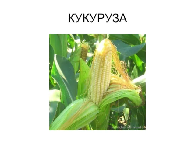 КУКУРУЗА