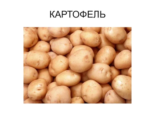 КАРТОФЕЛЬ