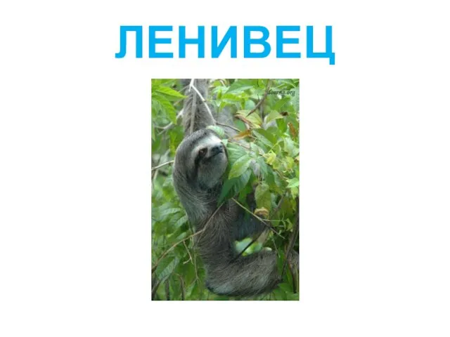 ЛЕНИВЕЦ