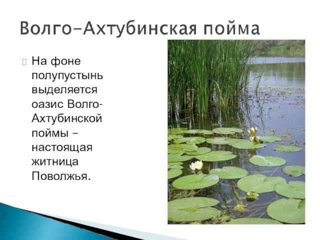 На фоне полупустынь выделяется оазис Волго-Ахтубинской поймы – настоящая житница Поволжья.