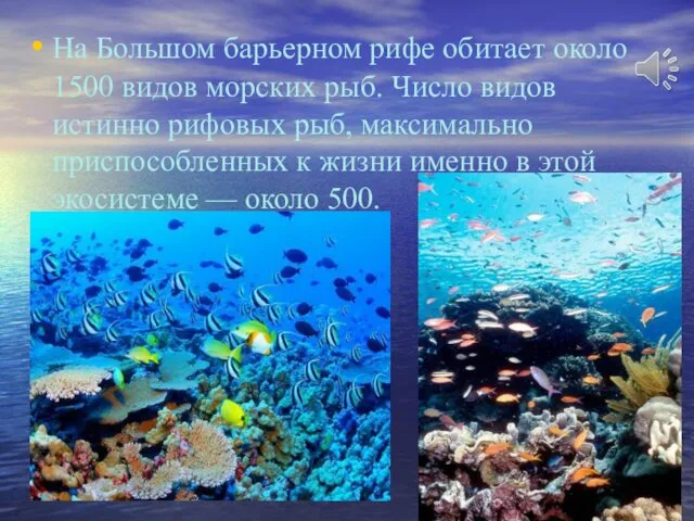 На Большом барьерном рифе обитает около 1500 видов морских рыб.