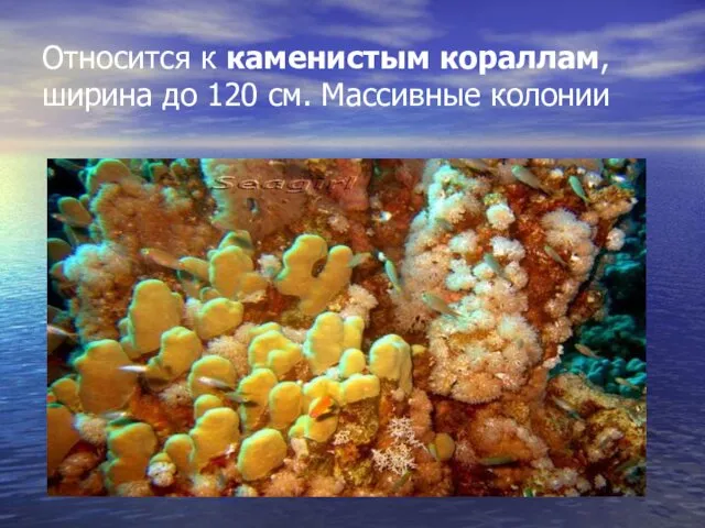 Относится к каменистым кораллам, ширина до 120 см. Массивные колонии