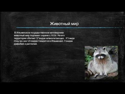 Животный мир В Ильменском государственном заповеднике животный мир подлежит охране с 1935г. На